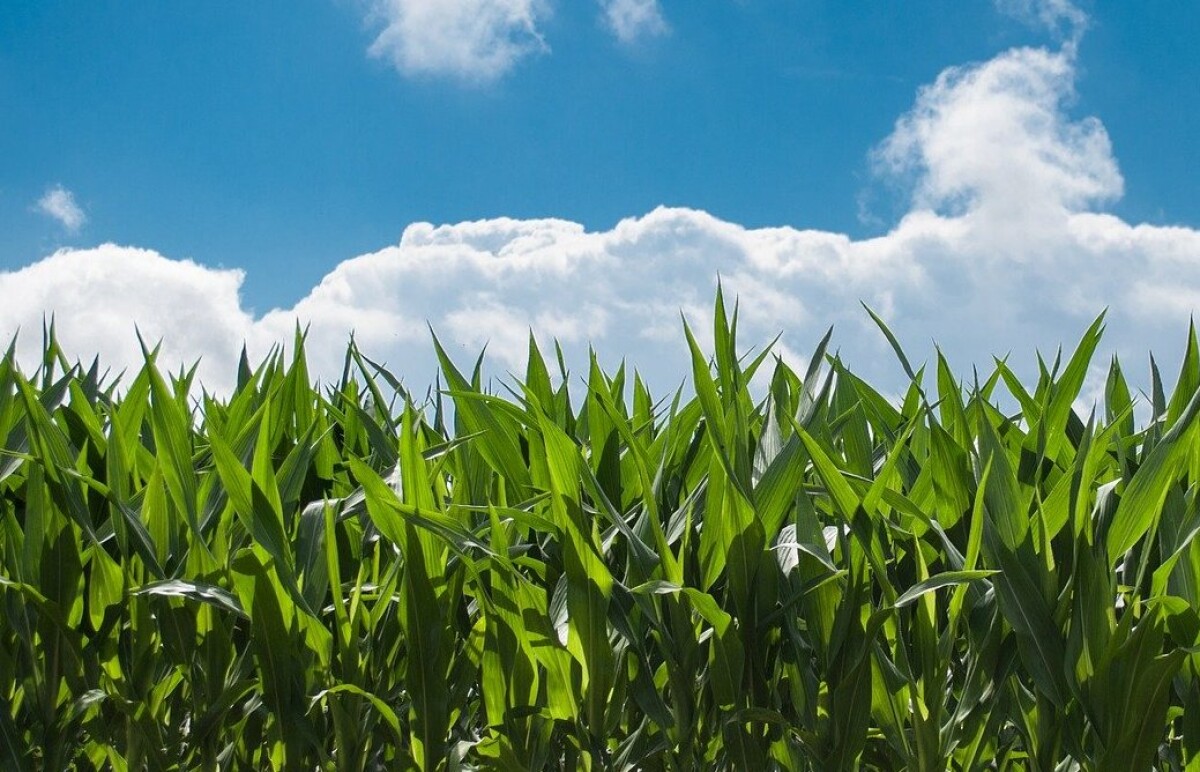 corn field 440338 1280