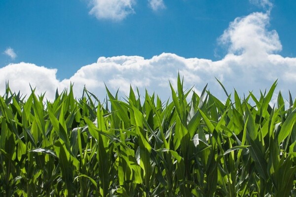 The Inventor's Field of Dreams